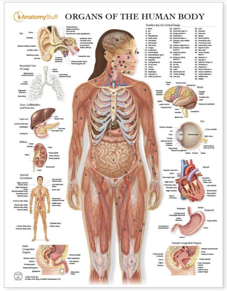 Body Mapping - MK Czerwiec